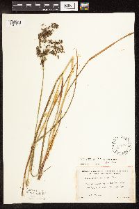 Scirpus atrocinctus image