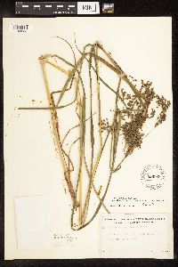 Scirpus atrocinctus image