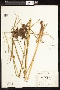 Scirpus atrocinctus image