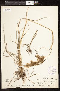 Scirpus atrocinctus image