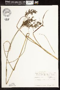 Scirpus atrocinctus image
