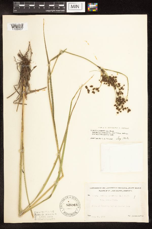 Scirpus atrocinctus x cyperinus image