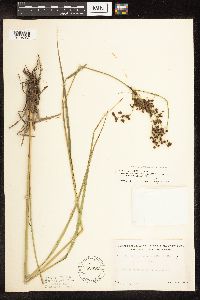 Image of Scirpus atrocinctus x cyperinus