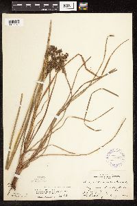 Scirpus atrocinctus x cyperinus image
