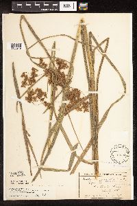 Image of Scirpus atrocinctus x pedicellatus