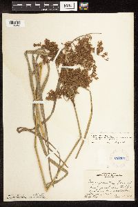 Scirpus atrocinctus x pedicellatus image