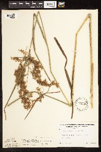 Scirpus atrocinctus x pedicellatus image