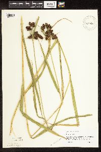 Image of Scirpus atrovirens