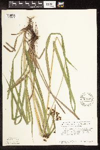 Scirpus atrovirens image