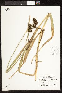 Image of Scirpus pallidus