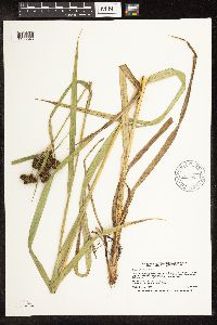 Scirpus pallidus image