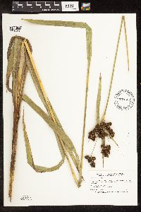 Scirpus pallidus image
