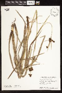 Scirpus atrovirens image