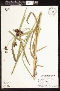 Scirpus atrovirens image