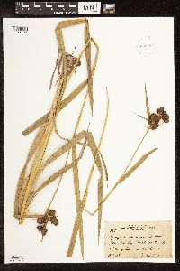 Scirpus atrovirens image