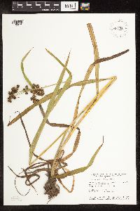 Scirpus atrovirens image