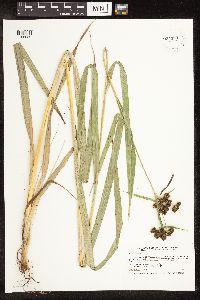 Scirpus atrovirens image