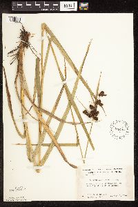 Scirpus atrovirens image