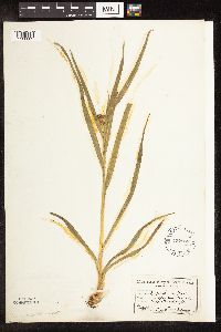 Scirpus atrovirens image