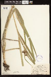 Scirpus atrovirens image