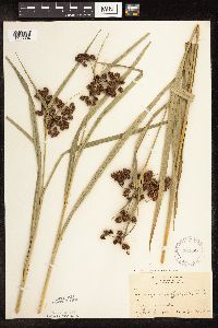 Scirpus atrovirens image