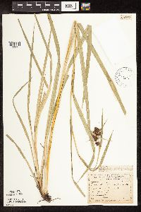 Scirpus atrovirens image