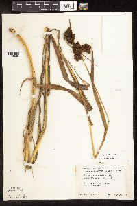 Scirpus atrovirens image