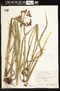 Scirpus atrovirens image
