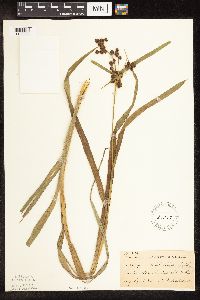 Scirpus atrovirens image