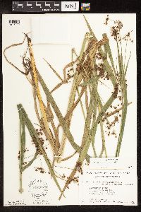 Scirpus atrovirens image