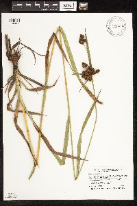 Scirpus atrovirens image
