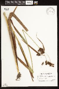 Scirpus atrovirens image