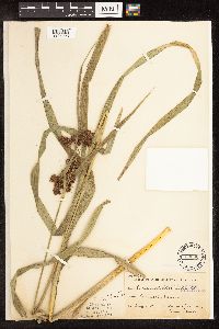 Scirpus atrovirens image