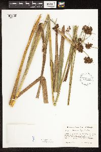 Image of Scirpus atrovirens x pallidus