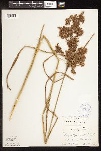 Image of Scirpus cyperinus x pedicellatus