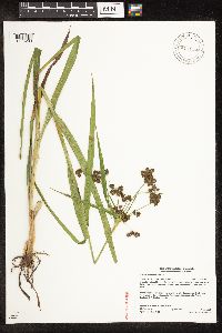 Image of Scirpus hattorianus