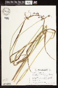 Scirpus hattorianus image