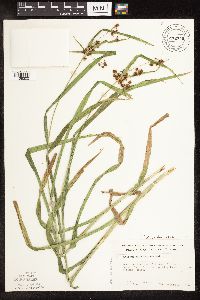 Scirpus hattorianus image