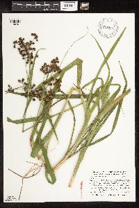 Scirpus hattorianus image