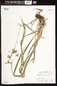 Scirpus hattorianus image