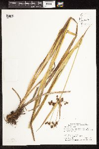 Scirpus hattorianus image