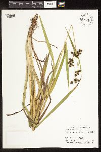 Scirpus hattorianus image