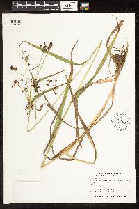 Scirpus hattorianus image