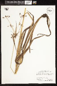 Scirpus hattorianus image