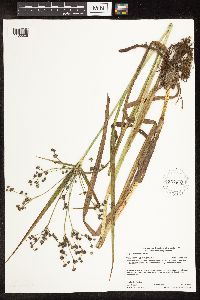 Scirpus hattorianus image