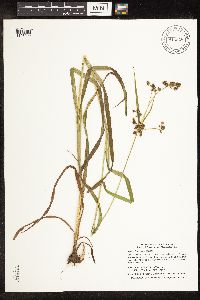 Scirpus hattorianus image
