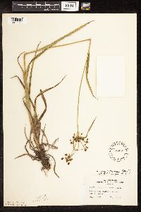 Scirpus hattorianus image