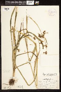 Scirpus hattorianus image