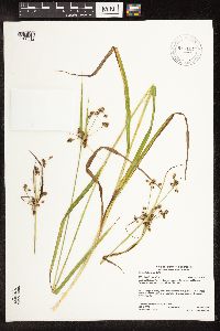 Scirpus hattorianus image