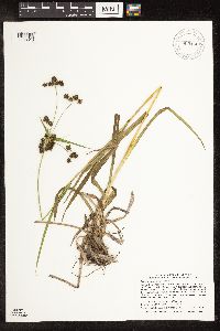 Scirpus hattorianus image